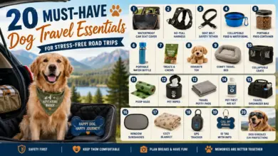 20 Must-Have Dog Travel Essentials for Stress-Free Road Trips